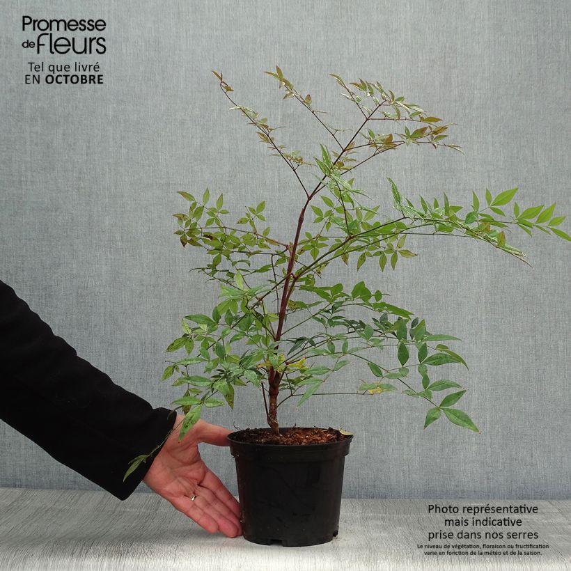 Nandina domestica Richmond - Sacred Bamboo 2L/3L pot sample as delivered in autumn