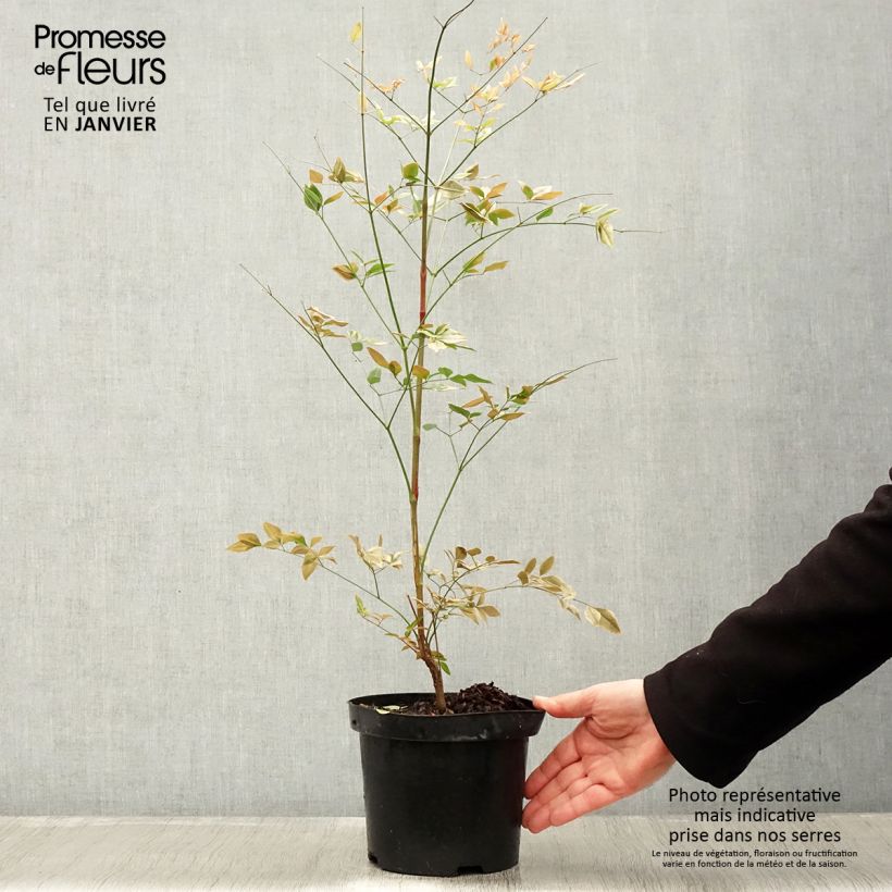 Nandina domestica Richmond - Sacred Bamboo 2L/3L pot sample as delivered in winter