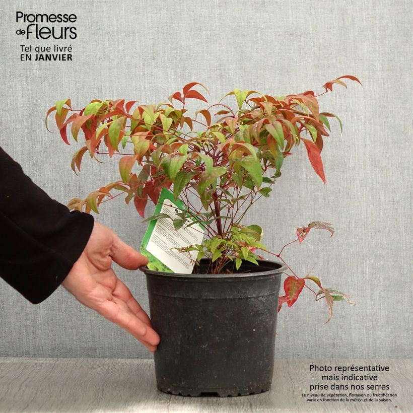 Nandina domestica Woods Dwarf - Sacred Bamboo 2L/3L pot sample as delivered in winter