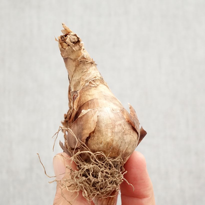 Narcissus Apple Pie - Daffodil Bulb size 12+ sample as delivered in autumn