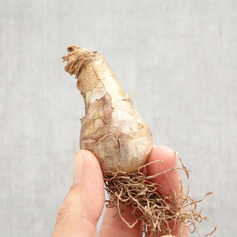 Narcissus Art Design Bulb size 12+ sample as delivered in autumn