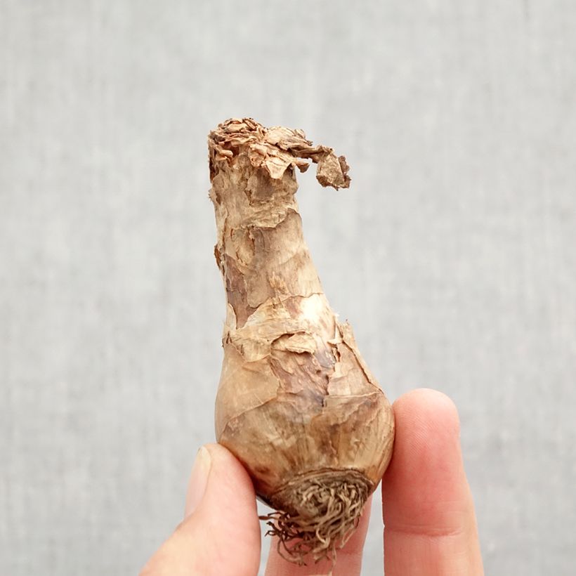 Narcissus Bella Estrella Bulb size 12+ sample as delivered in autumn