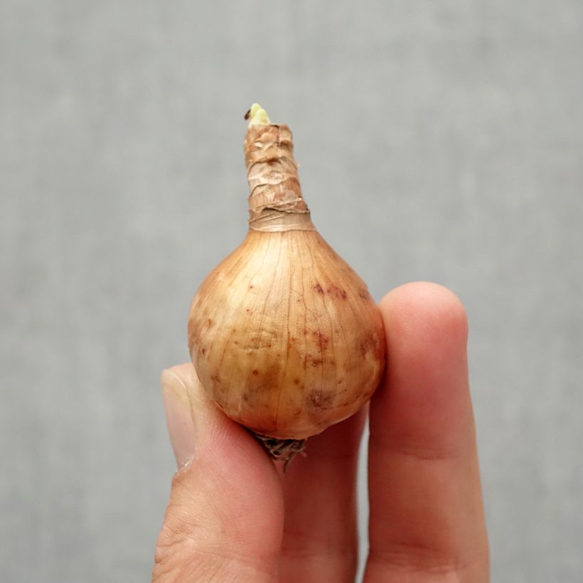 Narcissus Blushing Lady Bulb size 10/12 sample as delivered in autumn