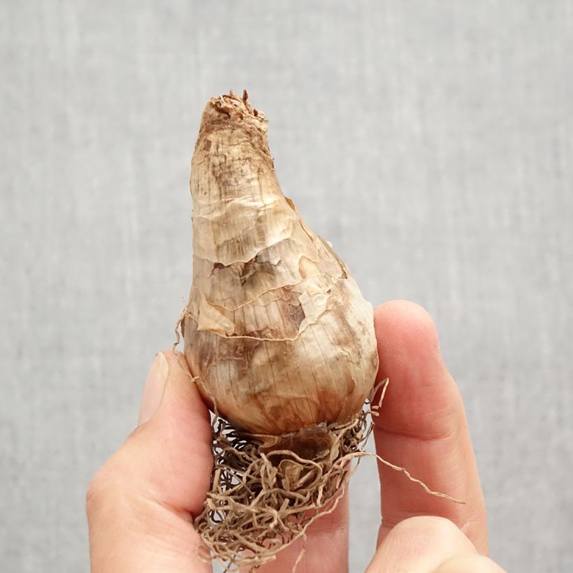 Narcissus Brackenhurst Bulb size 12+ sample as delivered in autumn