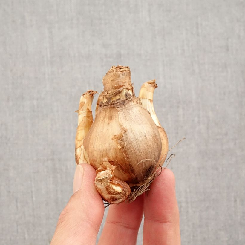 Narcissus British Gamble Bulb size 14/16 sample as delivered in autumn