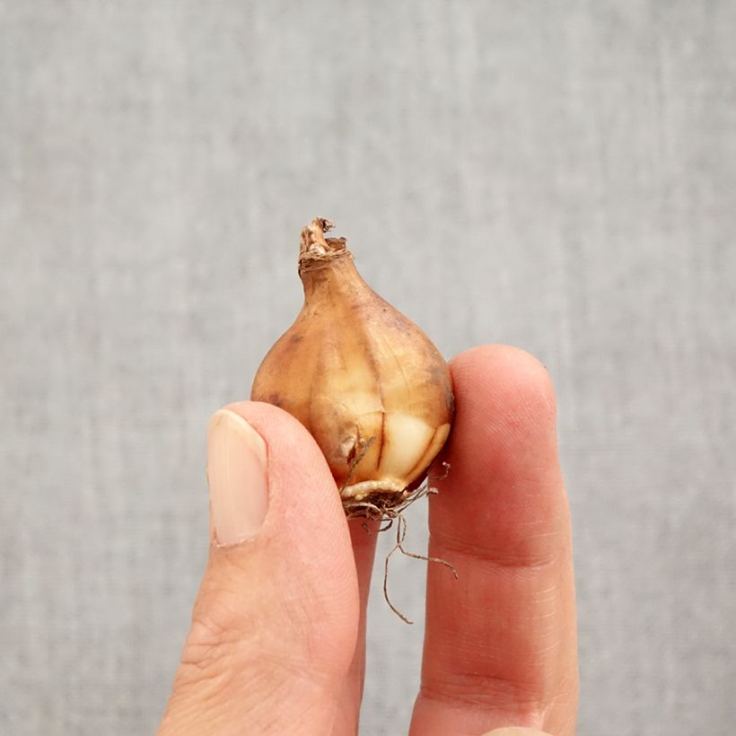 Narcissus Arctic Bells - Daffodil Bulb size 7+ sample as delivered in autumn