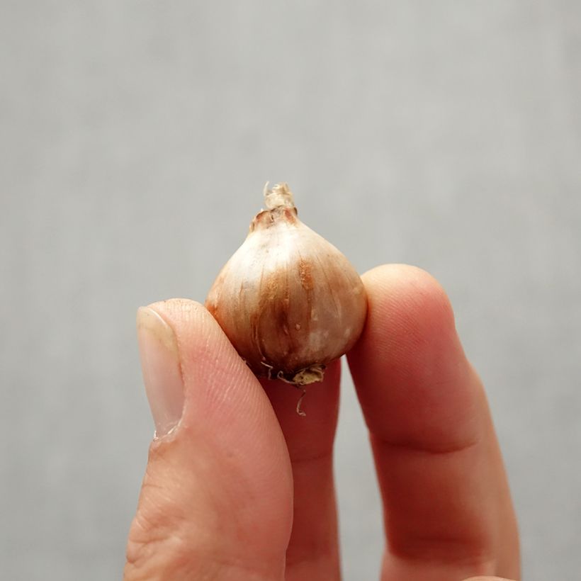 Narcissus bulbocodium Golden Bells Bulb size 6+ sample as delivered in autumn