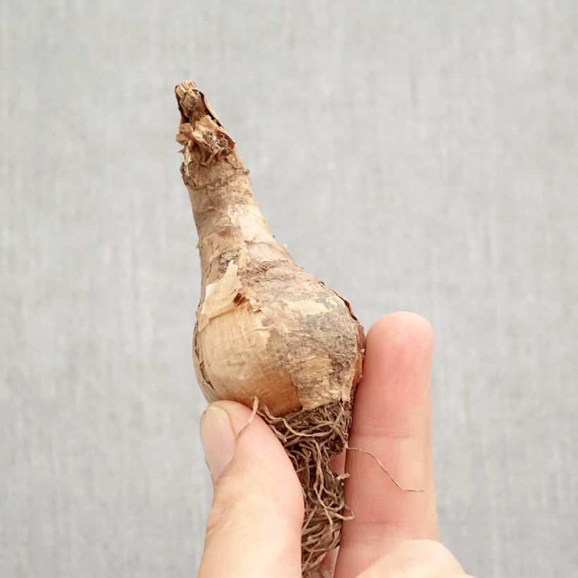 Narcissus Camelot - Daffodil Bulb size 12+ sample as delivered in autumn