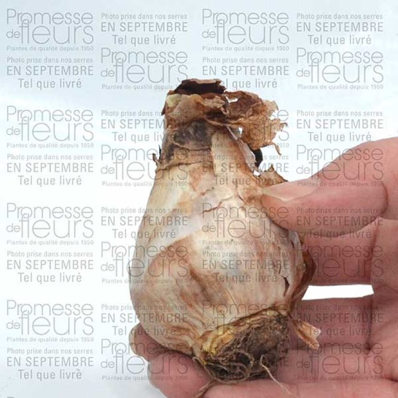 Example of Narcissus Camelot - Daffodil Bulb size 12+ specimen as delivered