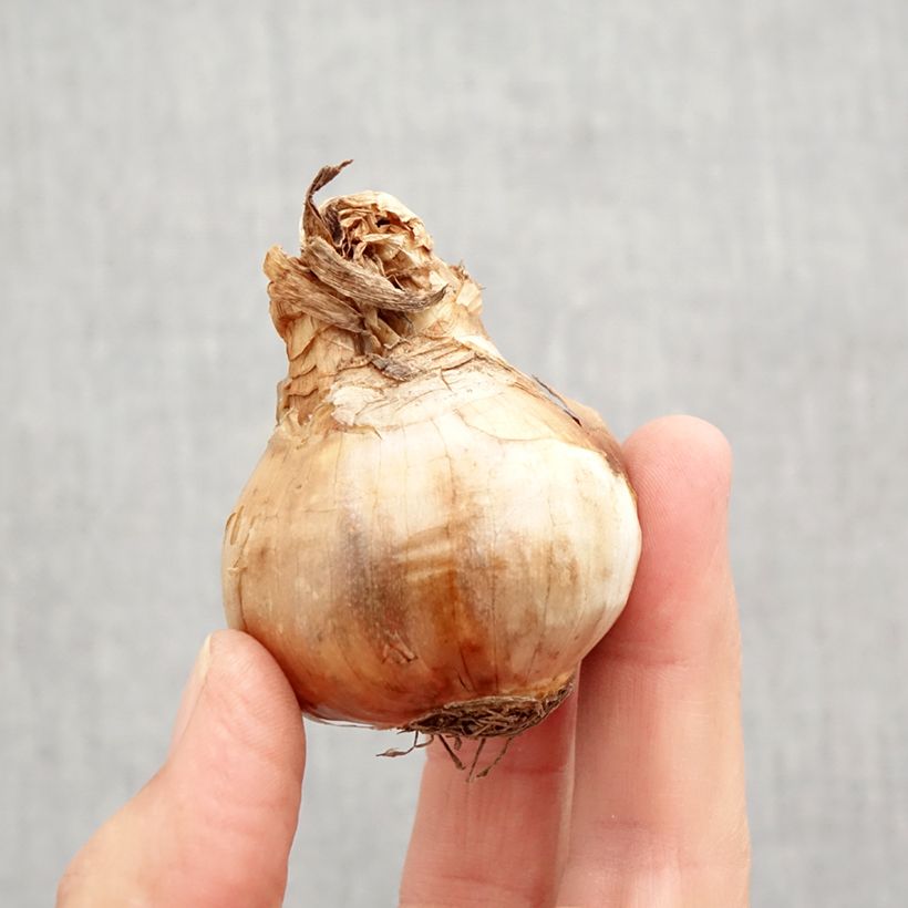 Narcissus Chantilly Bulb size 12+ sample as delivered in autumn