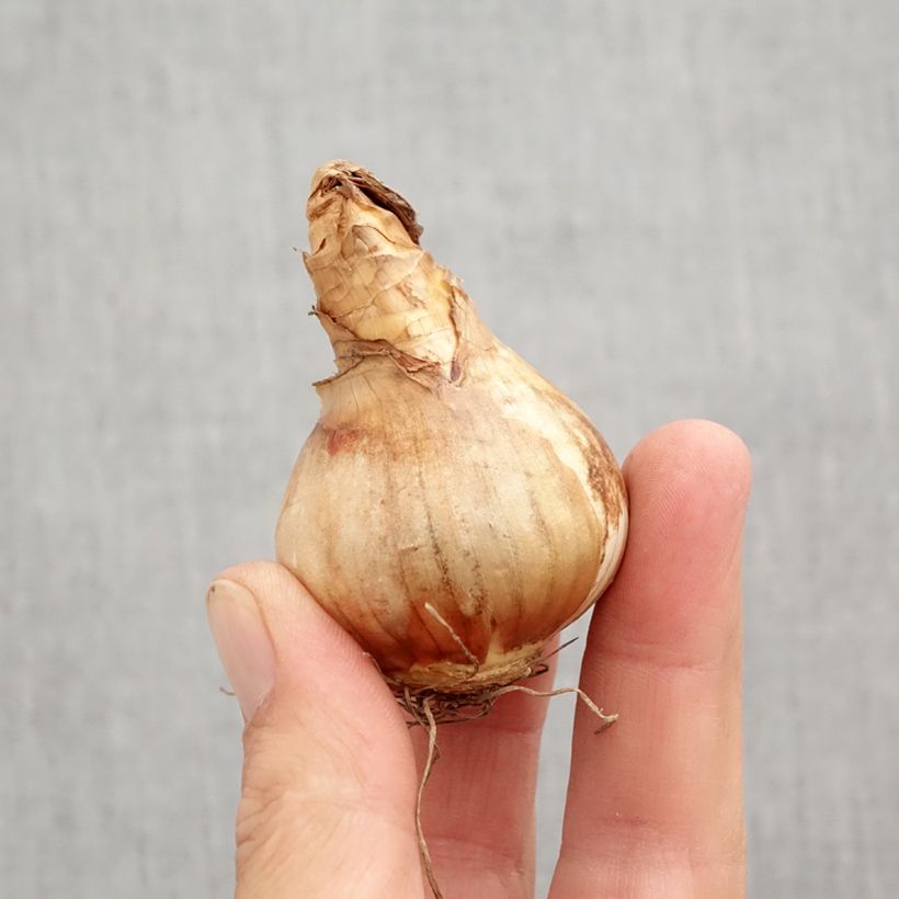 Narcissus Cotinga Bulb size 12+ sample as delivered in autumn