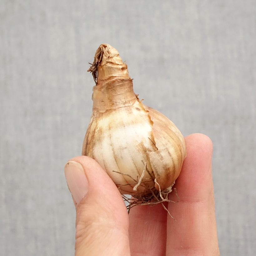 Narcissus cyclamineus Rapture Bulb size 12+ sample as delivered in autumn