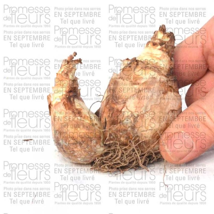 Example of Narcissus cyclamineus Trena Bulb size 12+ specimen as delivered