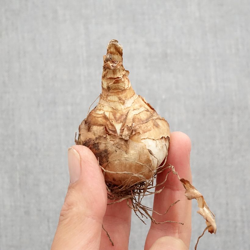 Narcissus Double Beauty - Daffodil Bulb size 12 sample as delivered in autumn