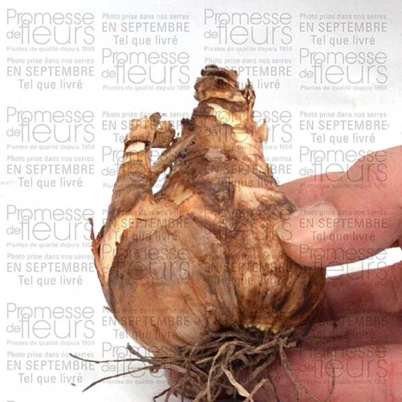 Example of Narcissus Dreamlight - Daffodil Bulb size 12+ specimen as delivered