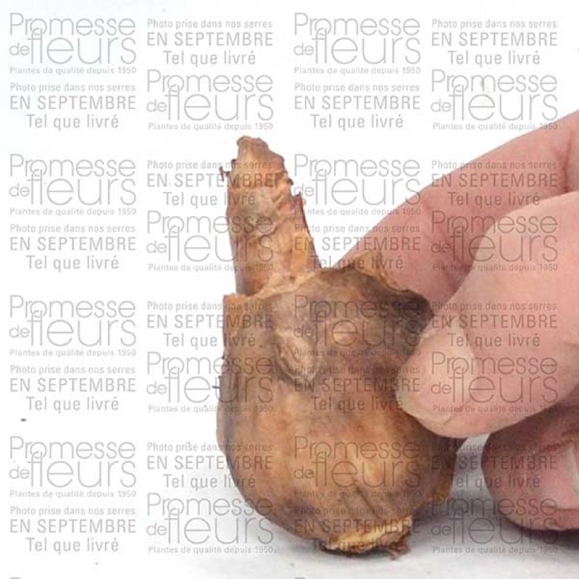 Example of Narcissus 'Dutch Master' Bulb size 12+ specimen as delivered