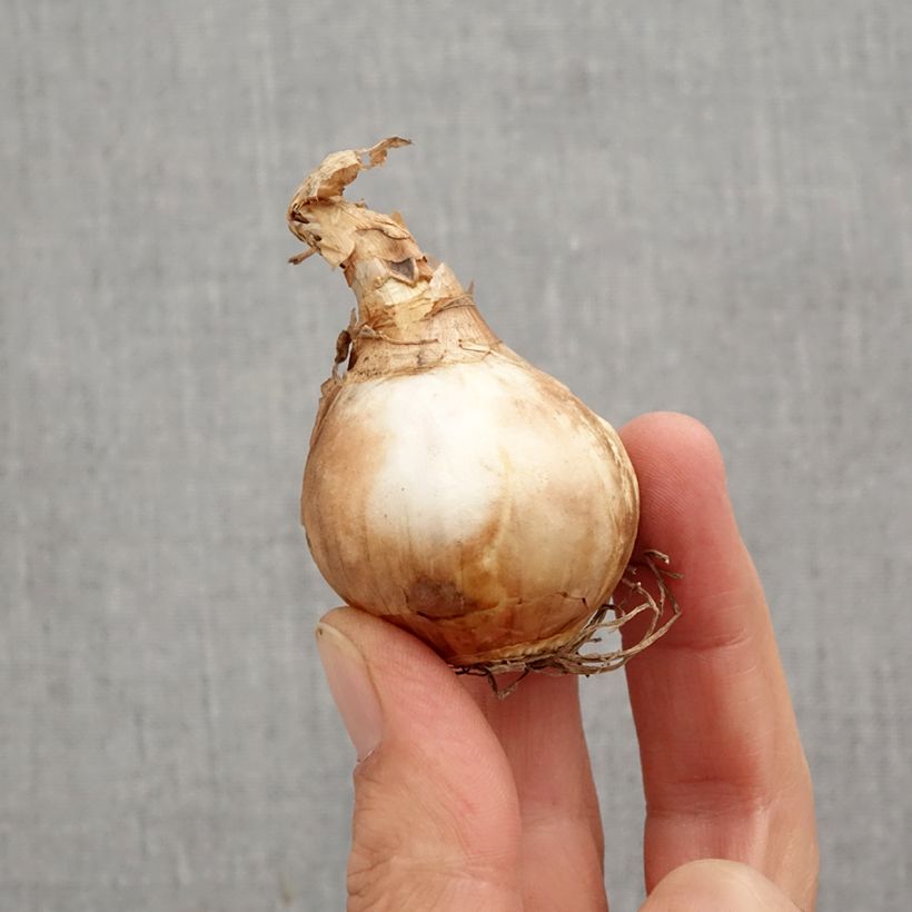 Narcissus 'Dutch Master' Bulb size 12+ sample as delivered in autumn