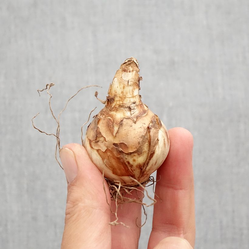 Narcissus Eastertide Bulb size 12 sample as delivered in autumn