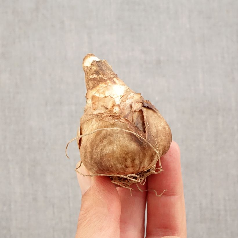 Narcissus cyclamineus February Gold Bulb size 14+ sample as delivered in autumn