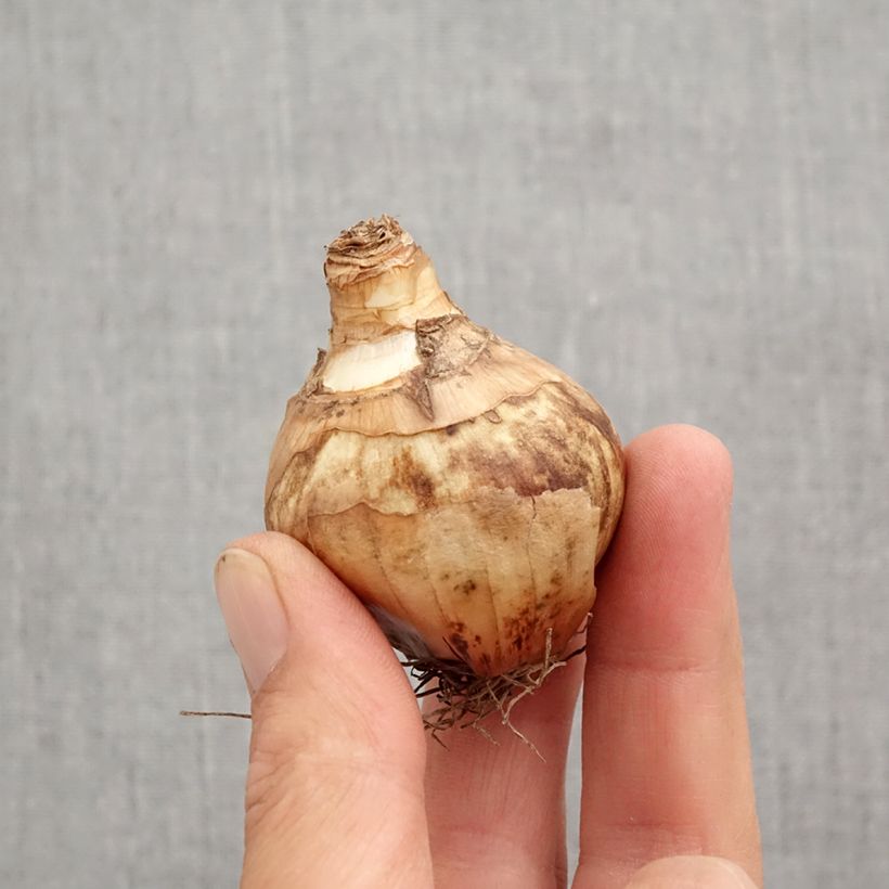 Narcissus Flower Record Bulb size 12+ sample as delivered in autumn