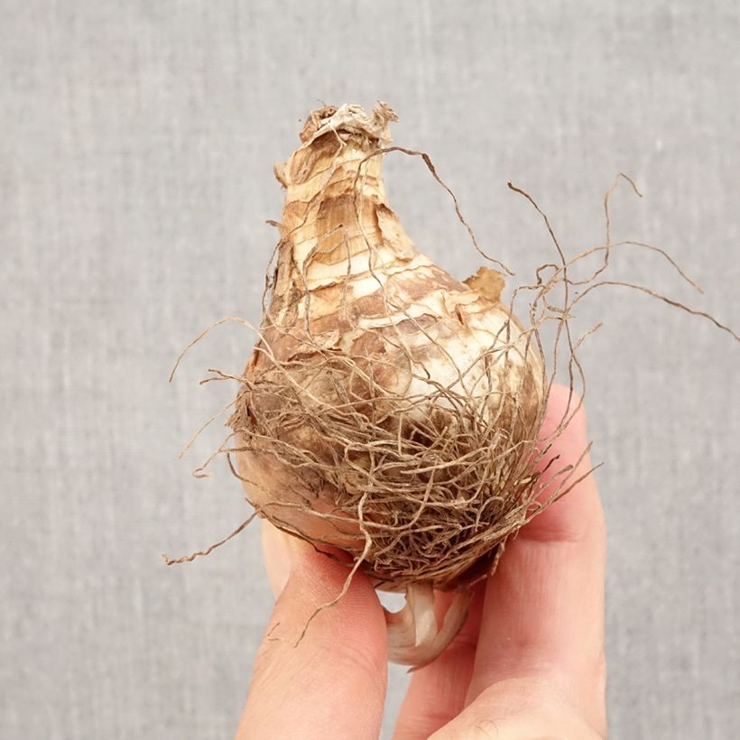 Narcissus Fragrant Rose Bulb size 14+ sample as delivered in autumn