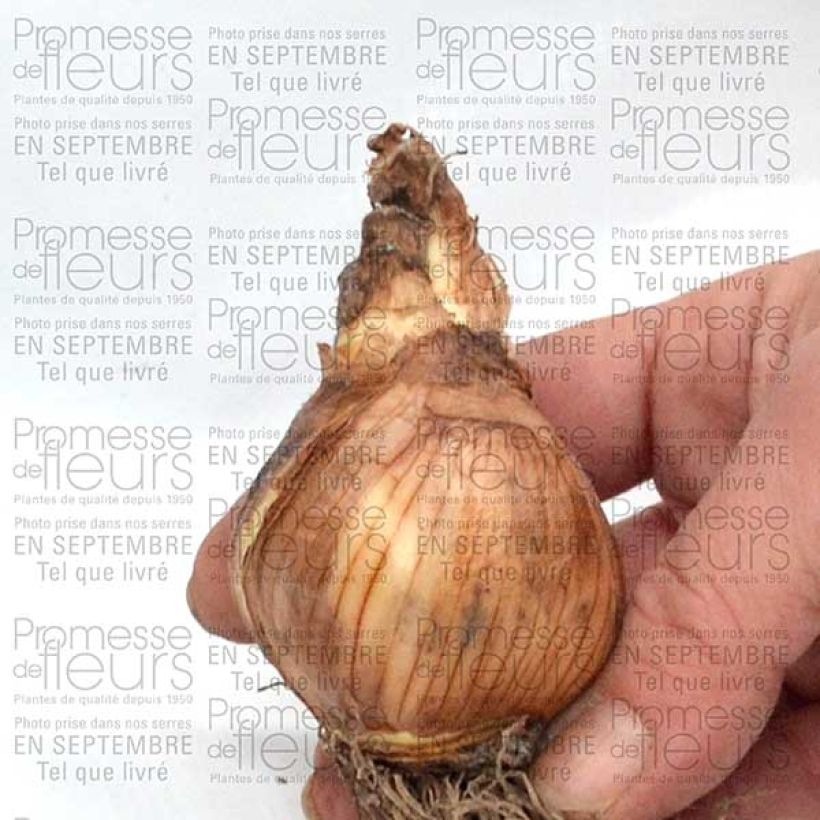 Example of Narcissus Galactic Star - Daffodil Bulb size 10 specimen as delivered