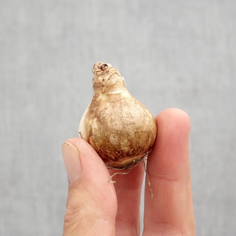 Narcissus Galactic Star - Daffodil Bulb size 10 sample as delivered in autumn