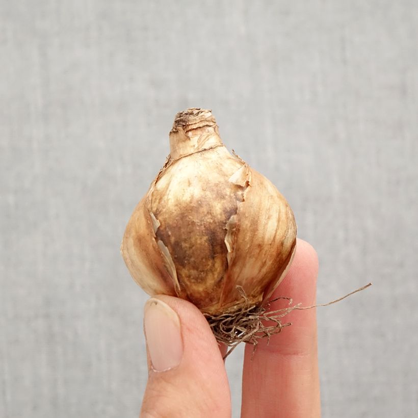 Narcissus Girl Power Bulb size 12+ sample as delivered in autumn