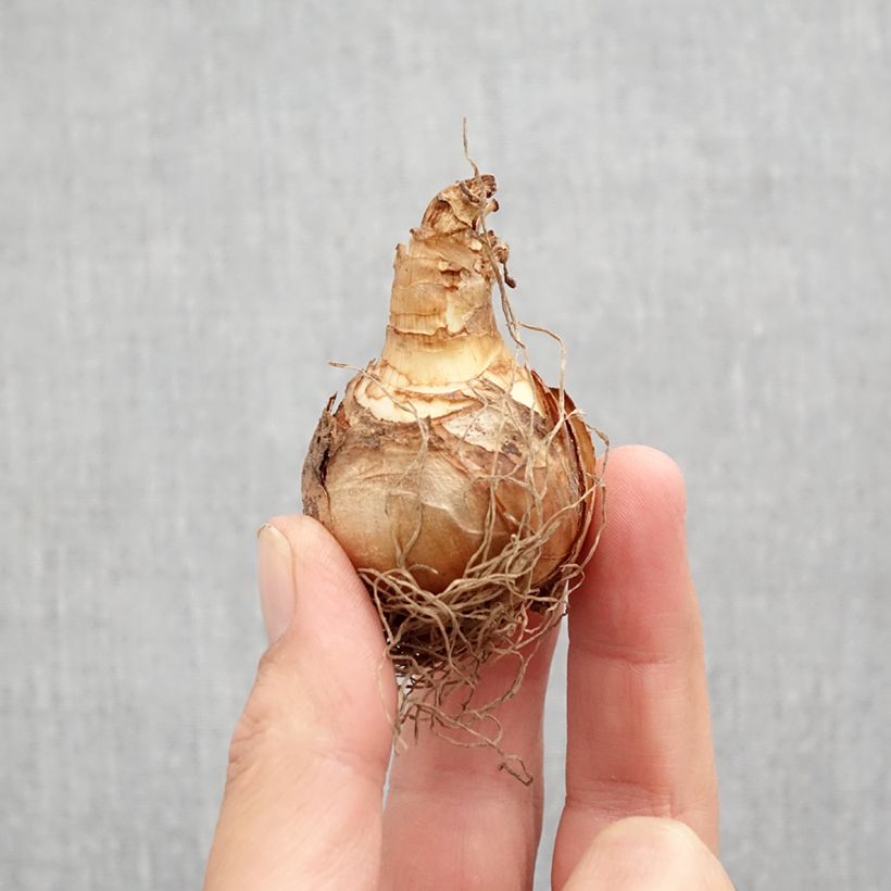 Narcissus Ice Follies - Daffodil Bulb size 12 sample as delivered in autumn