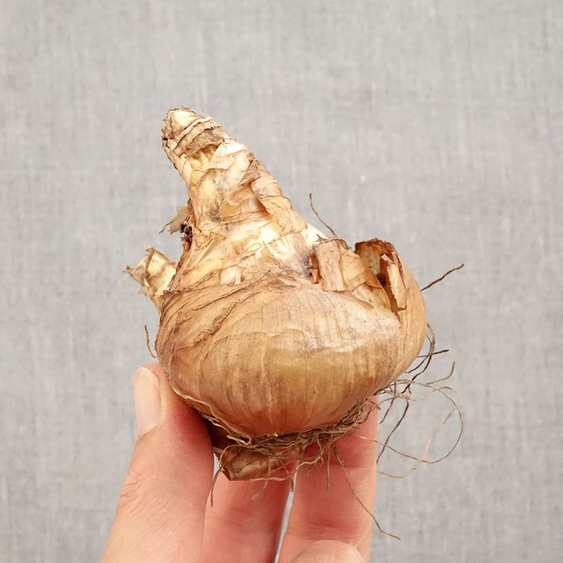 Narcissus Janis Babson - Daffodil Bulb size 14+ sample as delivered in autumn