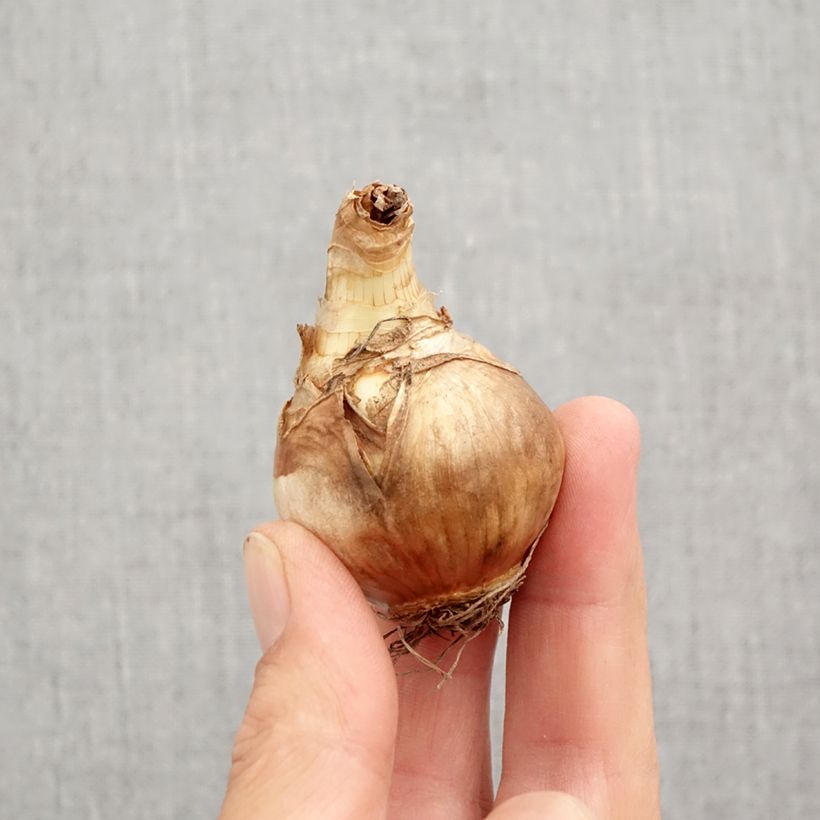 Narcissus Juanita Bulb size 12+ sample as delivered in autumn