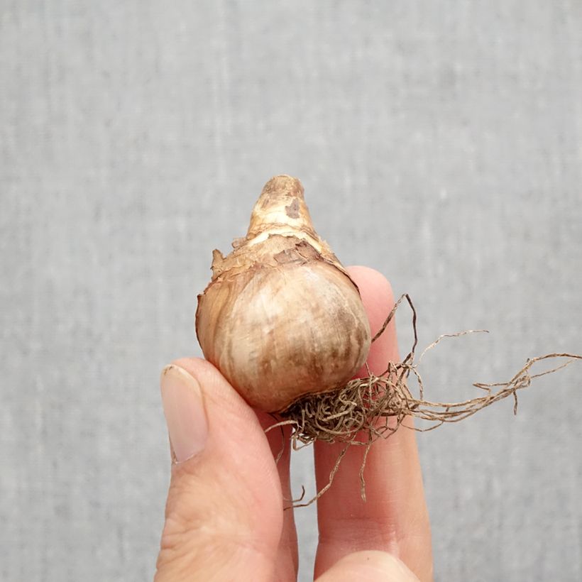 Narcissus Katie Heath Bulb size 10+ sample as delivered in autumn
