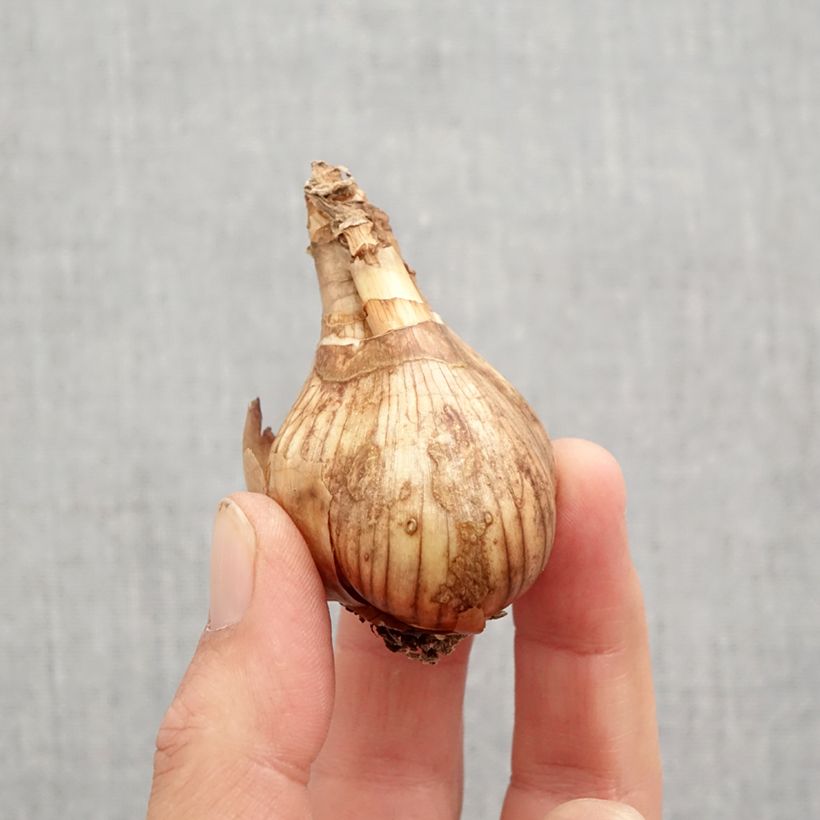 Narcissus Lancaster Bulb size 12/14 sample as delivered in autumn