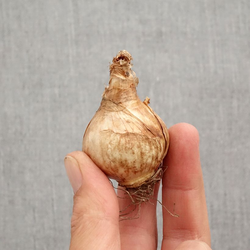 Narcissus 'Lemon Beauty' Bulb size 12+ sample as delivered in autumn