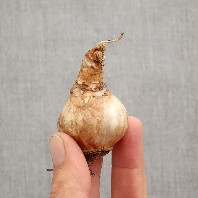 Narcissus Louise de Coligny Bulb size 12+ sample as delivered in autumn