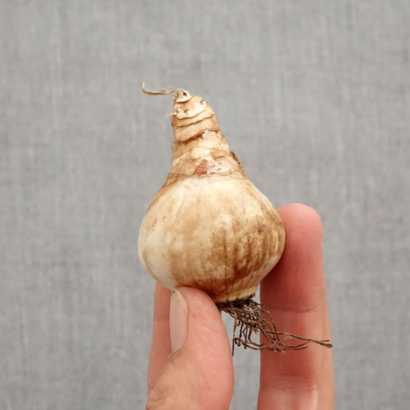 Narcissus Loveday Bulb size 12+ sample as delivered in autumn