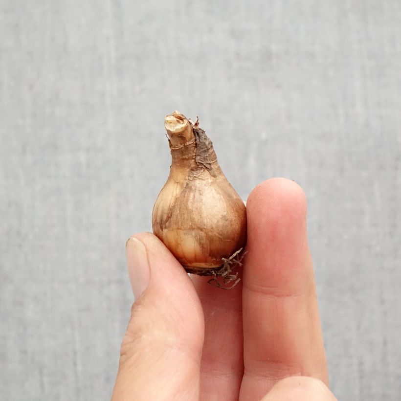 Narcissus x triandus Moonlight Sensation Bulb size 10+ sample as delivered in autumn