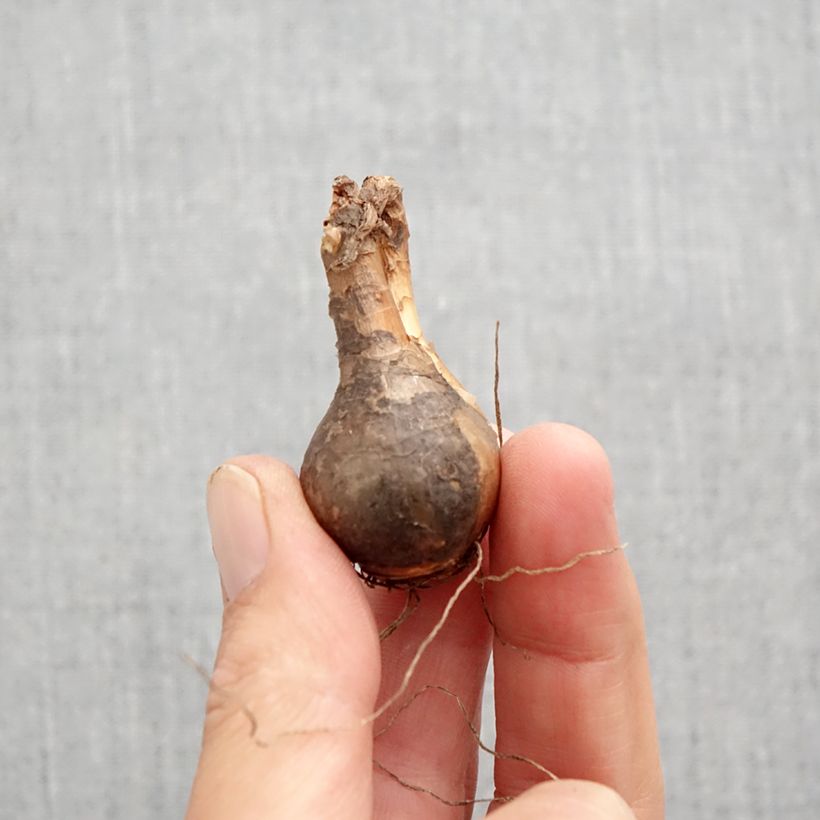 Narcissus Double Campernelle Bulb size 10+ sample as delivered in autumn