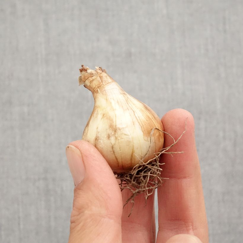 Narcissus Vanilla Peach Bulb size 12+ sample as delivered in autumn