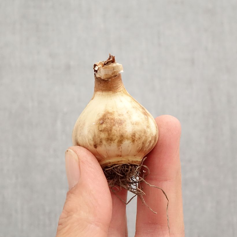 Narcissus Peach Swirl - Daffodil Bulb size 12+ sample as delivered in autumn