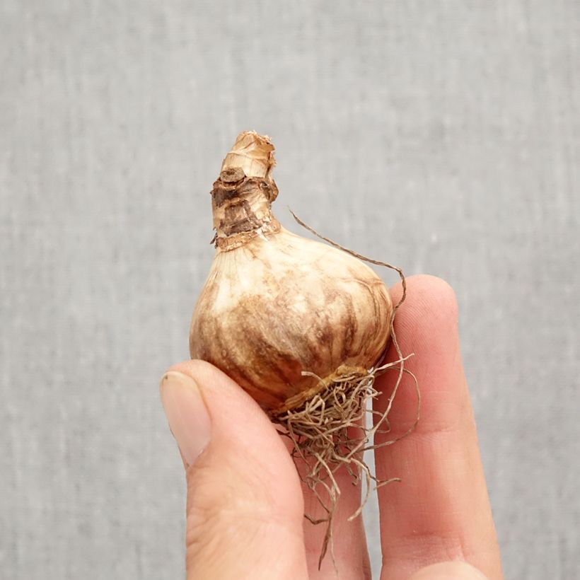 Narcissus cyclamineus Peeping Jenny Bulb size 12+ sample as delivered in autumn