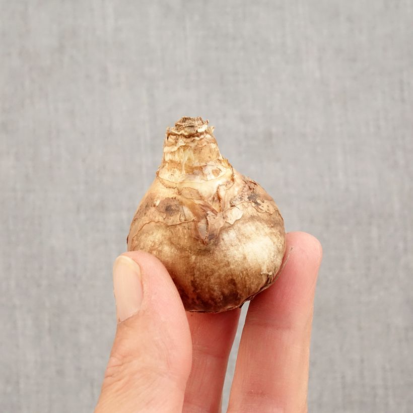 Narcissus cyclamineus Peeping Tom Bulb size 14/16 sample as delivered in autumn