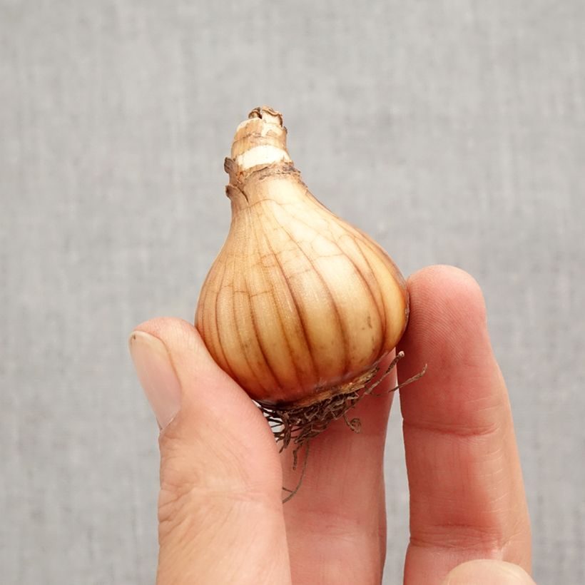 Narcissus Petrel Bulb size 12+ sample as delivered in autumn