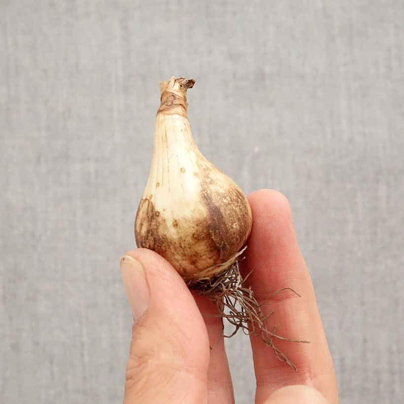 Narcissus Pink Pride Bulb size 12+ sample as delivered in autumn