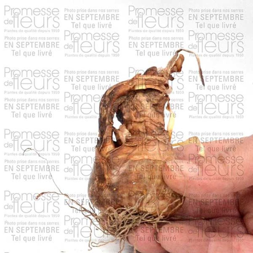 Example of Narcissus poeticus 'Albus Plenus Odoratus' Bulb size 12+ specimen as delivered