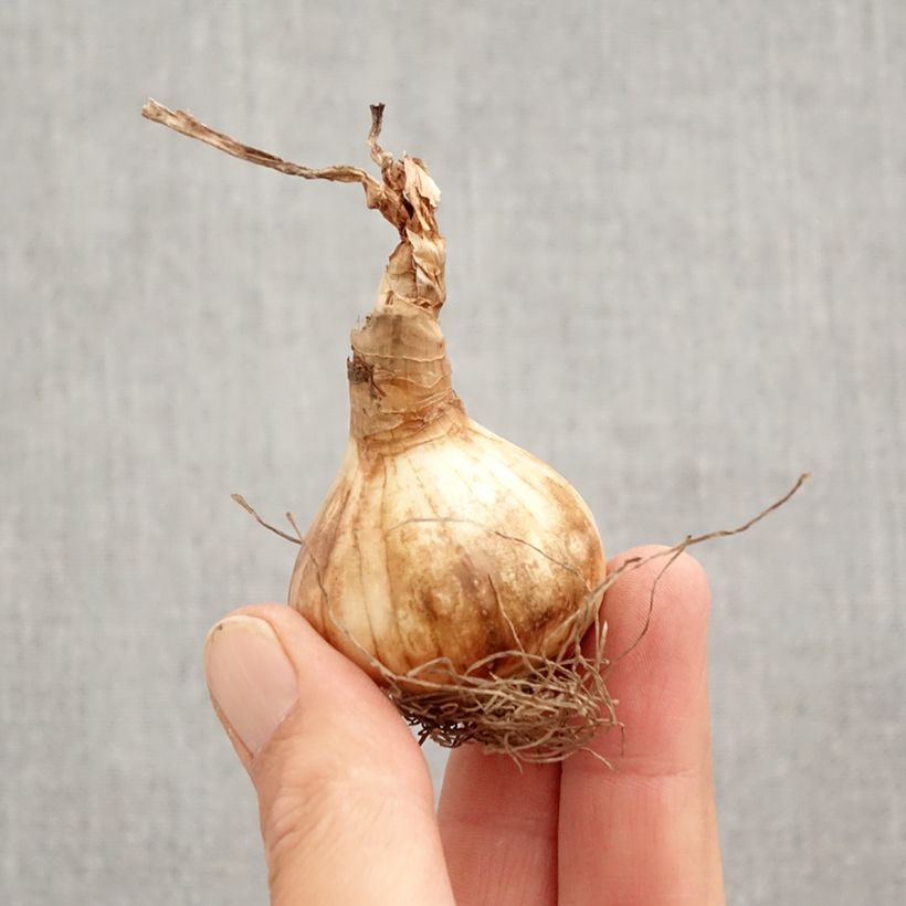 Narcissus poeticus recurvus - Daffodil Bulb size 12+ sample as delivered in autumn