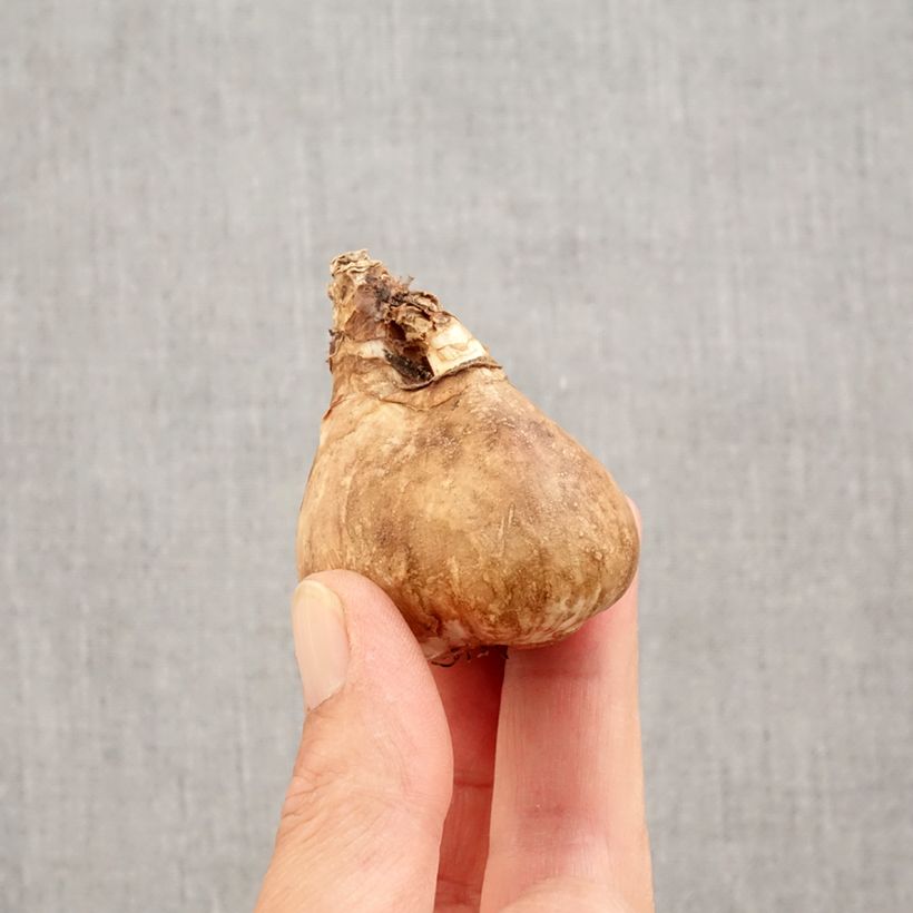 Narcissus Popeye - Daffodil Bulb size 14/16 sample as delivered in autumn