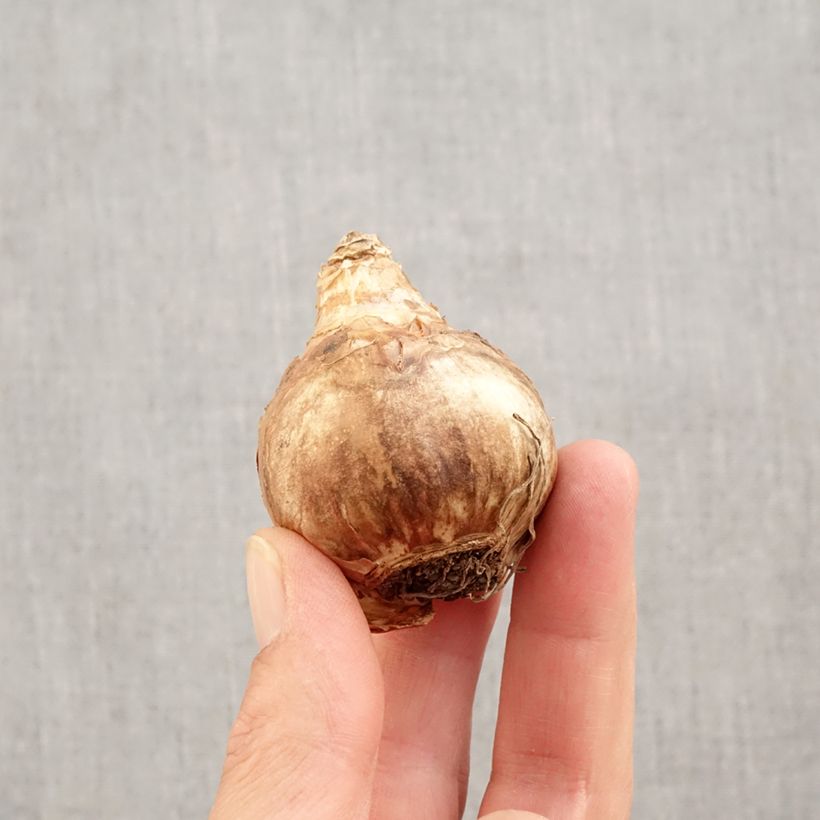 Narcissus Professor Einstein Bulb size 14/16 sample as delivered in autumn