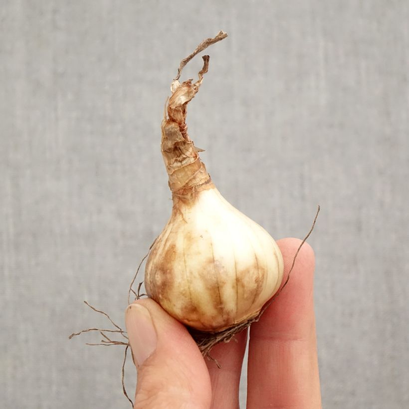 Narcissus cyclamineus Prototype Bulb size 12+ sample as delivered in autumn