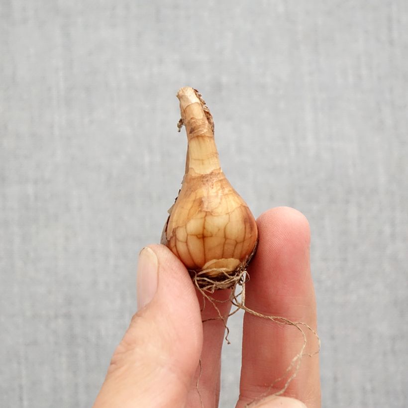 Narcissus jonquilla Pueblo - Daffodil Bulb size 10+ sample as delivered in autumn